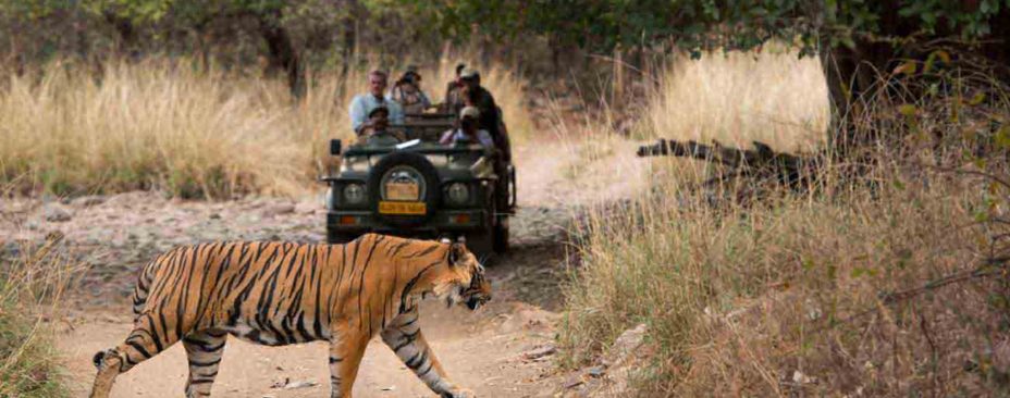 Jaipur Ranthmbore Package