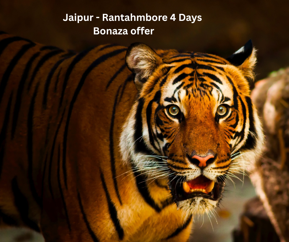 Jaipur Ranthmbore Package 